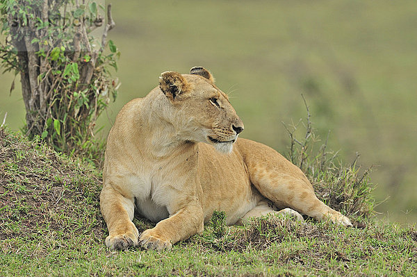 Löwin (Panthera leo)  Marsh Löwenrudel  Masai Mara National Reserve  Kenia  Afrika