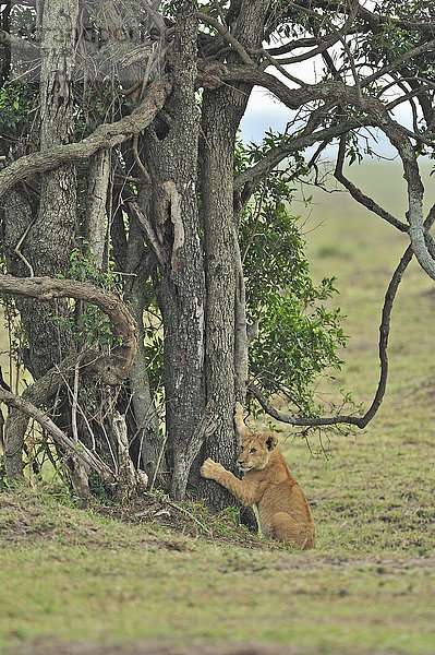 Löwenjunges (Panthera leo)  Marsh Löwenrudel  Masai Mara National Reserve  Kenia  Afrika