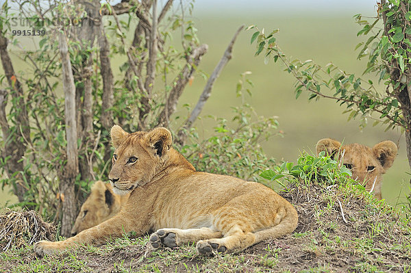 Das Marsh Löwenrudel  Löwen (Panthera leo)  Masai Mara National Reserve  Kenia  Afrika