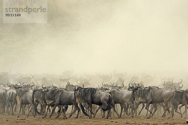 Herde von Streifengnus (Connochaetes taurinus) in einer Staubwolke während der jährlichen Migration  Masai Mara National Reserve  Kenia  Afrika