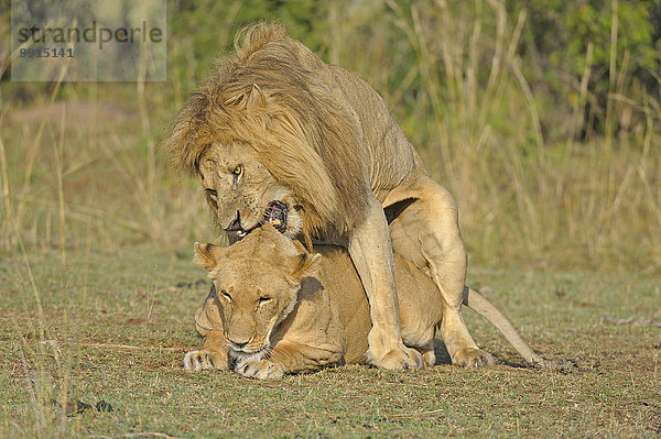 Löwen (Panthera leo) bei der Paarung  Masai Mara National Reserve  Kenia  Afrika