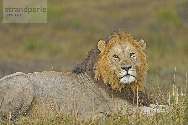 Löwe (Panthera leo)  Männchen  Masai Mara National Reserve  Kenia  Afrika