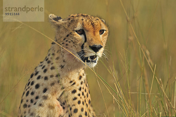 Gepard (Acinonyx jubatus) im Gras  Masai Mara National Reserve  Kenia  Afrika