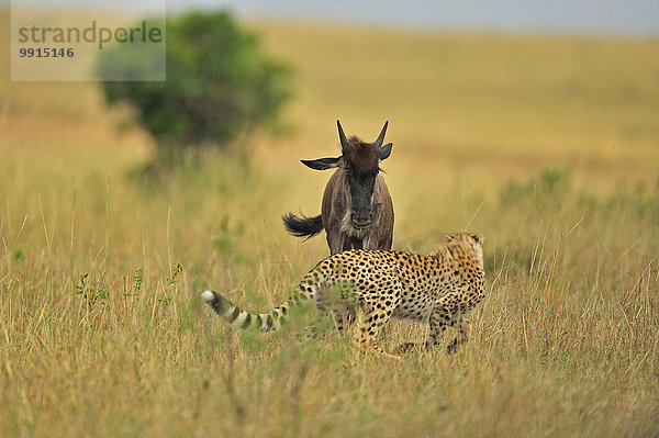 Cheetah (Acinonyx jubatus) und Gnu (Connochaetes sp.) begegnen einander im Grasland  Masai Mara  Kenia  Afrika