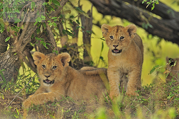 Löwen (Panthera leo)  Jungtiere  Masai Mara National Reserve  Kenia  Afrika