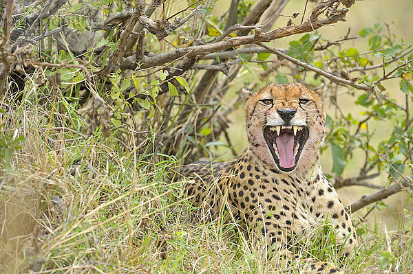 Gähnender Gepard (Acinonyx jubatus)  Masai Mara National Reserve  Kenia  Afrika