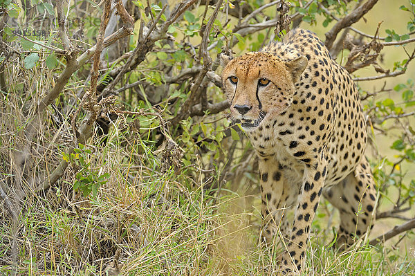 Pirschender Gepard (Acinonyx jubatus)  Masai Mara National Reserve  Kenia  Afrika