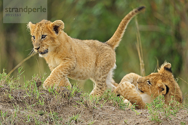 Löwen (Panthera leo)  verspielte Jungtiere  Masai Mara National Reserve  Kenia  Afrika