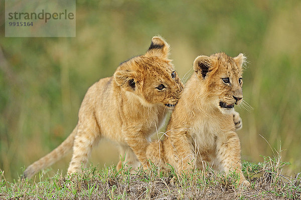 Löwen (Panthera leo)  verspielte Jungtiere  Masai Mara National Reserve  Kenia  Afrika