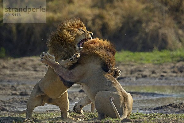 Löwen (Panthera leo) kämpfen  Masai Mara National Reserve  Kenia  Afrika