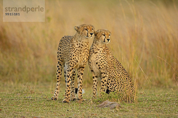 Zwei Geparden (Acinonyx jubatus) im Grasland  Masai Mara National Reserve  Kenia  Afrika