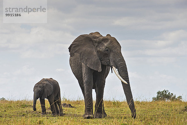 Afrikanische Elefanten (Loxodonta africana)  Muttertier mit ihrem Kalb  Masai Mara National Reserve  Kenia  Afrika
