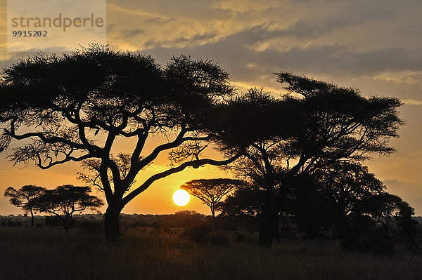 Sonnenuntergang  Tarangire-Nationalpark  Tansania  Afrika