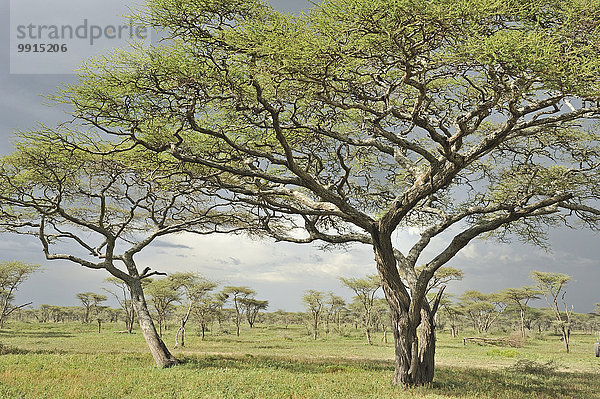 Waldland mit Akazien  Ndutu  Ngorongoro Conservation Area  Tansania  Afrika