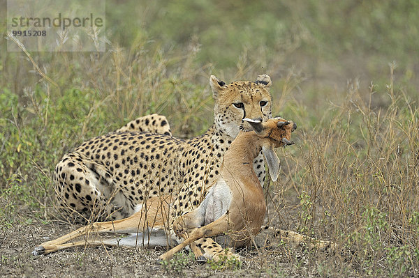 Gepard (Acinonyx jubatus) mit Beute  Ndutu  Ngorongoro Conservation Area  Tansania  Afrika