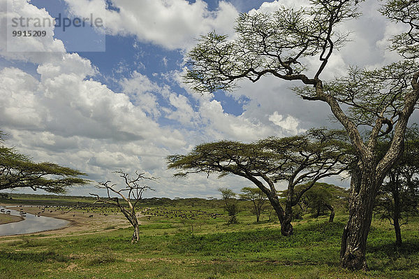 Waldland mit Akazien  Ndutu  Ngorongoro Conservation Area  Tansania  Afrika