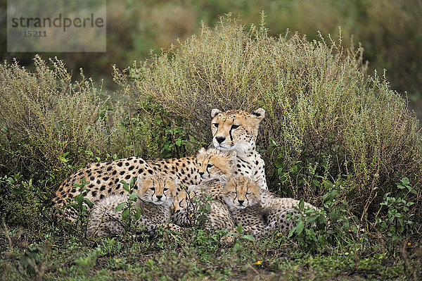 Geparden (Acinonyx Jubatus)  Jungtiere kuscheln sich an ihre Mutter nach einem Regenfall  Ndutu  Ngorongoro Conservation Area  Tansania  Afrika