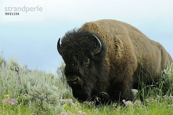 Amerikanischer Bison (Bison bison) auf einer Wiese  Yellowstone-Nationalpark  Wyoming  USA  Nordamerika