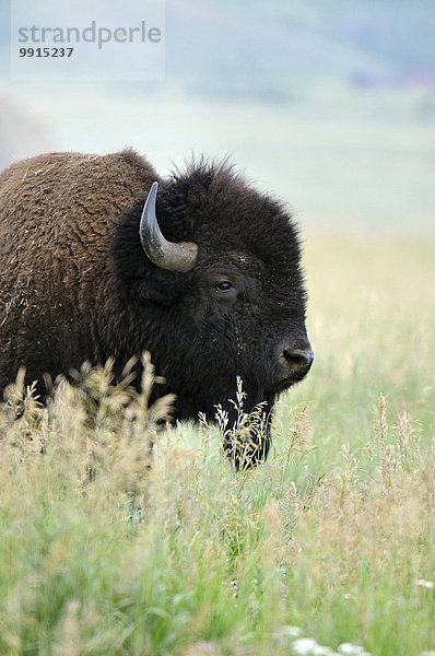 Amerikanischer Bison (Bison bison)  Grand-Teton-Nationalpark  Wyoming  USA  Nordamerika
