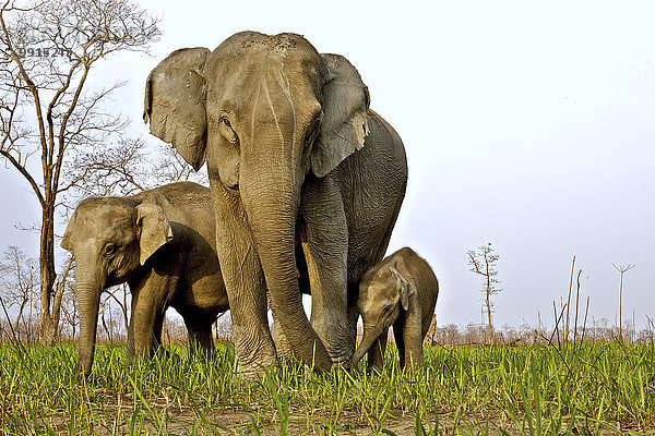 Asiatischer Elefant (Elephas maximus)  Muttertier mit ihren Kälbern  Kaziranga-Nationalpark  Assam  Indien  Asien