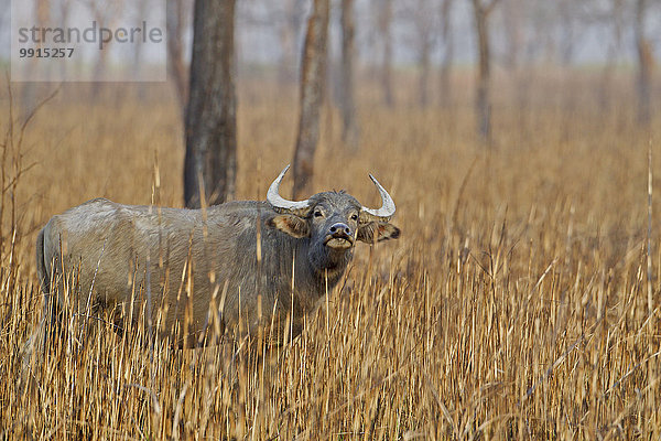 Wasserbüffel (Bubalus arnee) in verbranntem Grasland  Kaziranga-Nationalpark  Assam  Indien  Asien