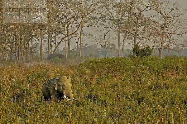 Asiatischer Elefant (Elephas maximus) im Grasland  Kaziranga-Nationalpark  Assam  Indien  Asien
