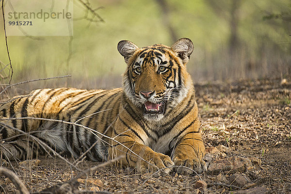 Bengal-Tiger (Panthera tigris tigris)  subadult  Ranthambhore National Park  Rajasthan  Indien  Asien