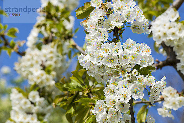 Blühender Kirschbaum gegen blauen Himmel  Cazzano di Tramigna  Provinz Verona  Italien  Europa