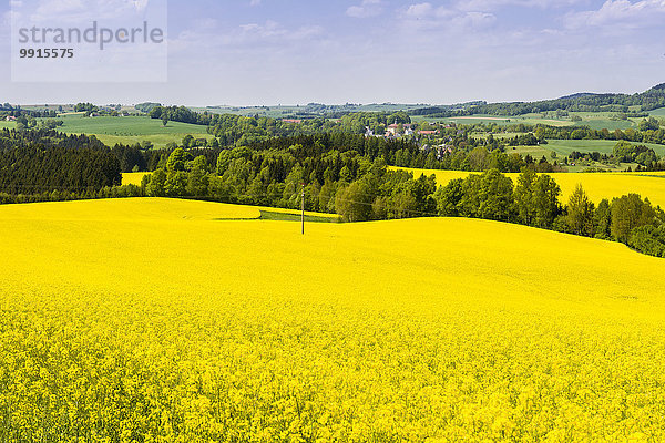 Blühendes Rapsfeld (Brassica napus)  Agrikulturlandschaft mit Hügeln und Wäldern  Lichtenhain  Sachsen  Deutschland  Europa