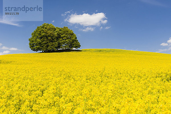 Blühendes Rapsfeld (Brassica napus)  Agrikulturlandschaft mit Bäumen  Lichtenhain  Sachsen  Deutschland  Europa