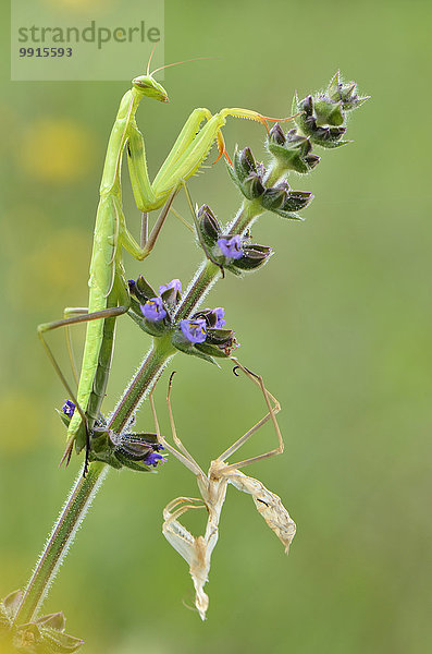Europäische Gottesanbeterin (Mantis religiosa) auf Wiesensalbei (Salvia Pratensis) nach der Häutung mit Exuvie  Garfagnana  Toskana  Italien  Europa