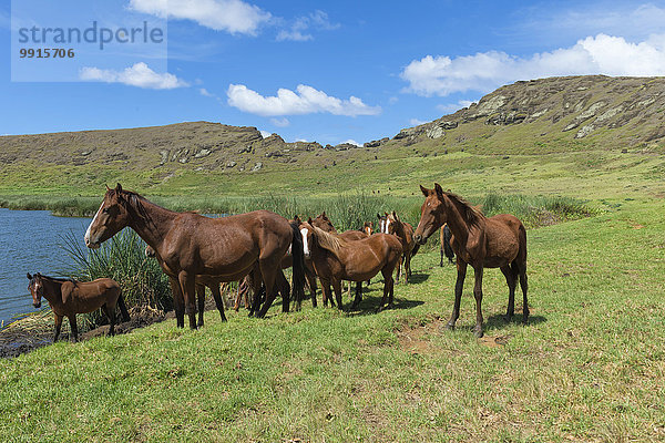 Pferde im Rano Raraku-Krater  Nationalpark Rapa Nui  Osterinsel  Chile  Südamerika