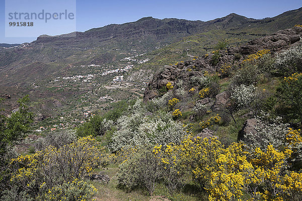 Ausblick von einem Wanderweg unterhalb des Roque Nublo auf blühende Vegetation und Tejeda  Gran Canaria  Kanarische Inseln  Spanien  Europa