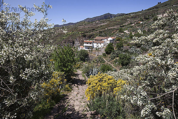 Ausblick von einem Wanderweg auf blühende Vegetation und Häuser von La Culata  Wanderweg  Gran Canaria  Kanarische Inseln  Spanien  Europa