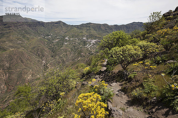 Ausblick vom Roque Bentayga nach Tejeda  blühende Vegetation  Gran Canaria  Kanarische Inseln  Spanien  Europa