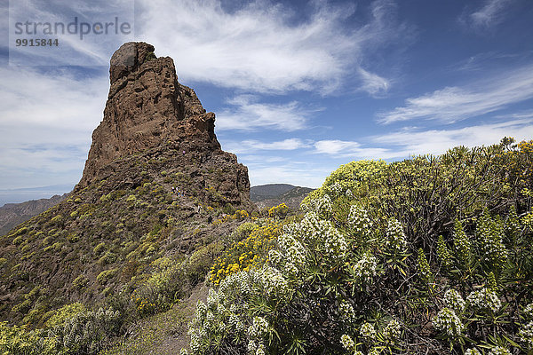 Roque Bentayga  Kultberg der Altkanarier  blühende Vegetation  Gran Canaria  Kanarische Inseln  Spanien  Europa