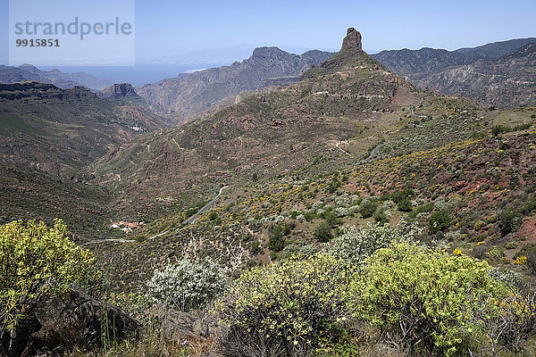 Ausblick vom Cruz de Timagada auf den Roque Bentayga  blühende Vegetation  Gran Canaria  Kanarische Inseln  Spanien  Europa