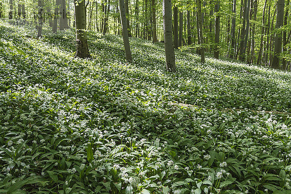 Bärlauch (Allium ursinum)  blühend  Buchenwald am Ettersberg  Ettersburg  Thüringen  Deutschland  Europa