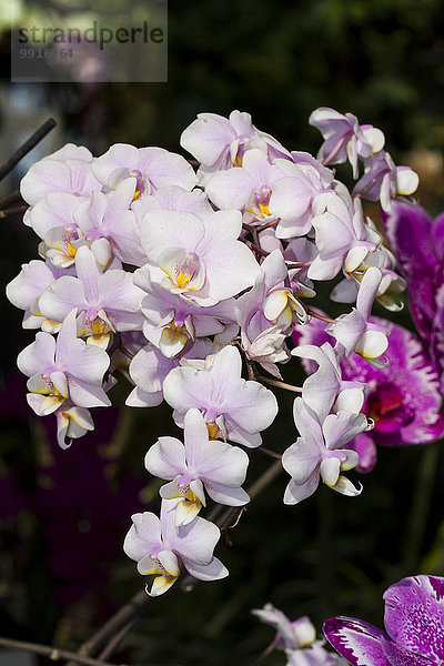 Orchidee (Phalaenopsis Hybride 'Pinlong Cheris')  Orchideenhaus auf der Insel Mainau  Baden-Württemberg  Deutschland  Europa