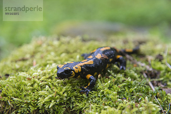 Feuersalamander (Salamandra salamandra)  Nationalpark Thayatal  Niederösterreich  Österreich  Europa