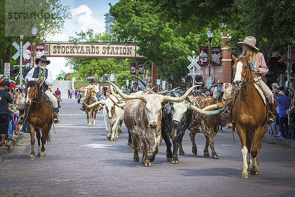 Viehtrieb Texas Longhorn Rinder mit Cowboys und Cowgirl  Stockyards  Fort Worth  Texas  USA  Nordamerika