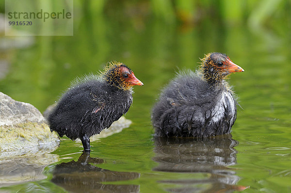 Blässhühner (Fulica atra)  zwei Küken im flachen Wasser  Nordrhein-Westfalen  Deutschland  Europa