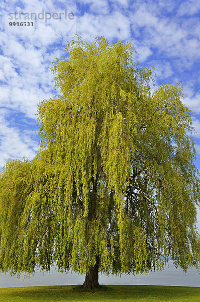 Trauerweide (Salix babylonica) am Bodensee  Baden-Württemberg  Deutschland  Europa