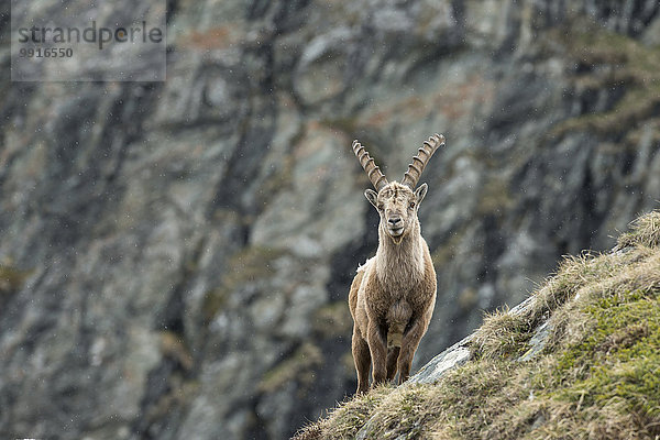 Junger Alpensteinbock (Capra Ibex)  Nationalpark Hohe Tauern  Kärnten  Österreich  Europa