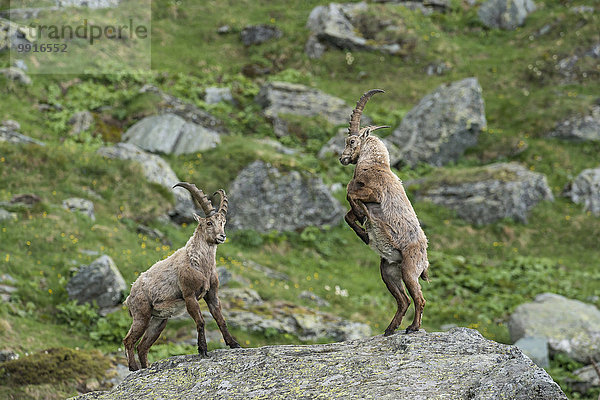 Junge Alpensteinböcke (Capra Ibex) beim Spielen  Nationalpark Hohe Tauern  Kärnten  Österreich  Europa