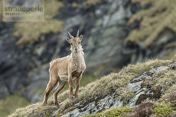 Weiblicher Alpensteinbock (Capra Ibex)  Nationalpark Hohe Tauern  Kärnten  Österreich  Europa