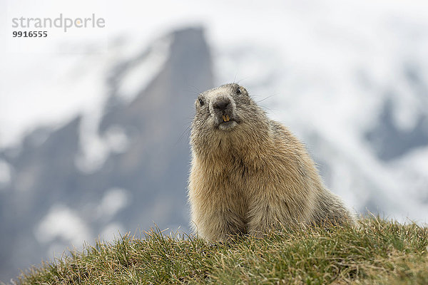 Alpenmurmeltier (Marmota marmota)  Hohe Tauern  Kärnten  Österreich  Europa