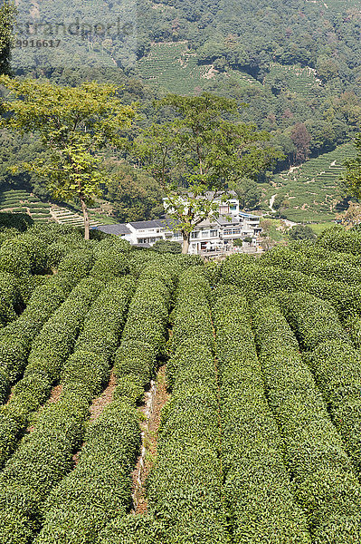 Teepflanzen (Camellia sinensis)  Teeplantage  Longjing village  bei Hangzhou  Provinz Zhejiang  China  Asien