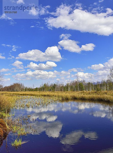 Vernässte Torf-Abbaufläche mit Gewöhnlichen Teichbinsen (Schoenoplectus lacustris) und Birken (Betula pubescens) mit Cumulus-Wolken  Koller Filze  Nicklheim  Voralpenland  Bayern  Deutschland  Europa