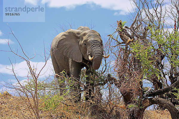 Afrikanischer Elefant (Loxodonta africana)  adult  fressend  Krüger-Nationalpark  Südafrika